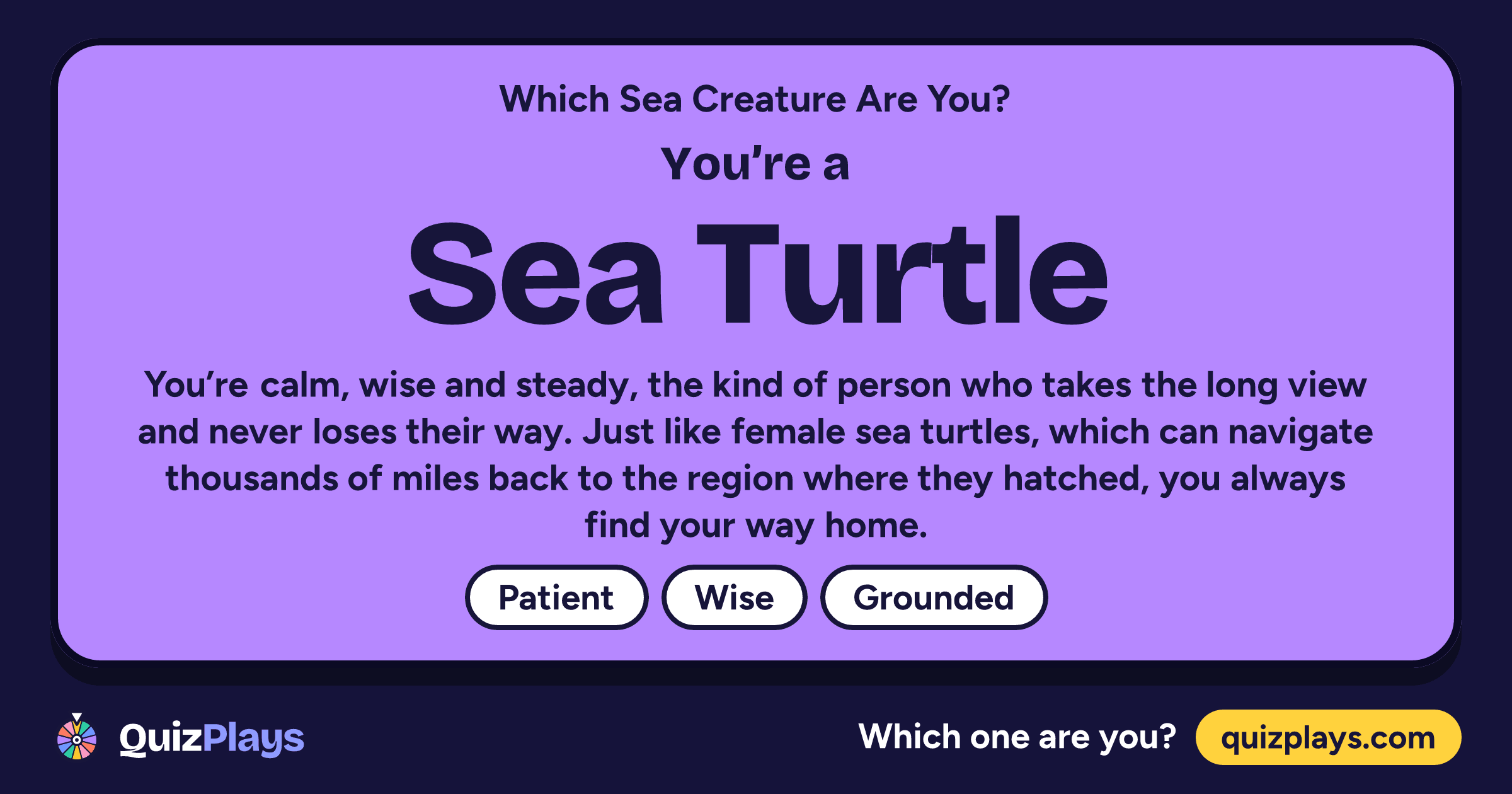 Sea Turtle result card from the Which Sea Creature Are You? quiz